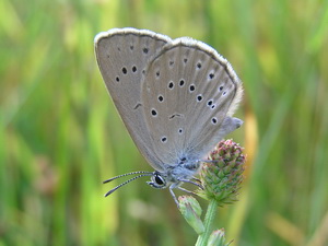 Maculinea nausithous